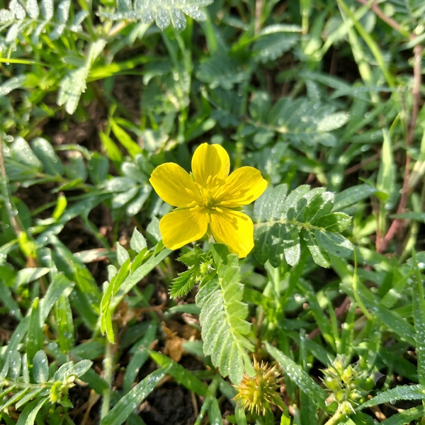 Buzdyganek